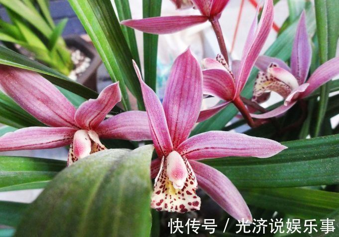 玫瑰|最值得养的花,种植容易,漂亮不输牡丹玫瑰,四季开花,花香四溢