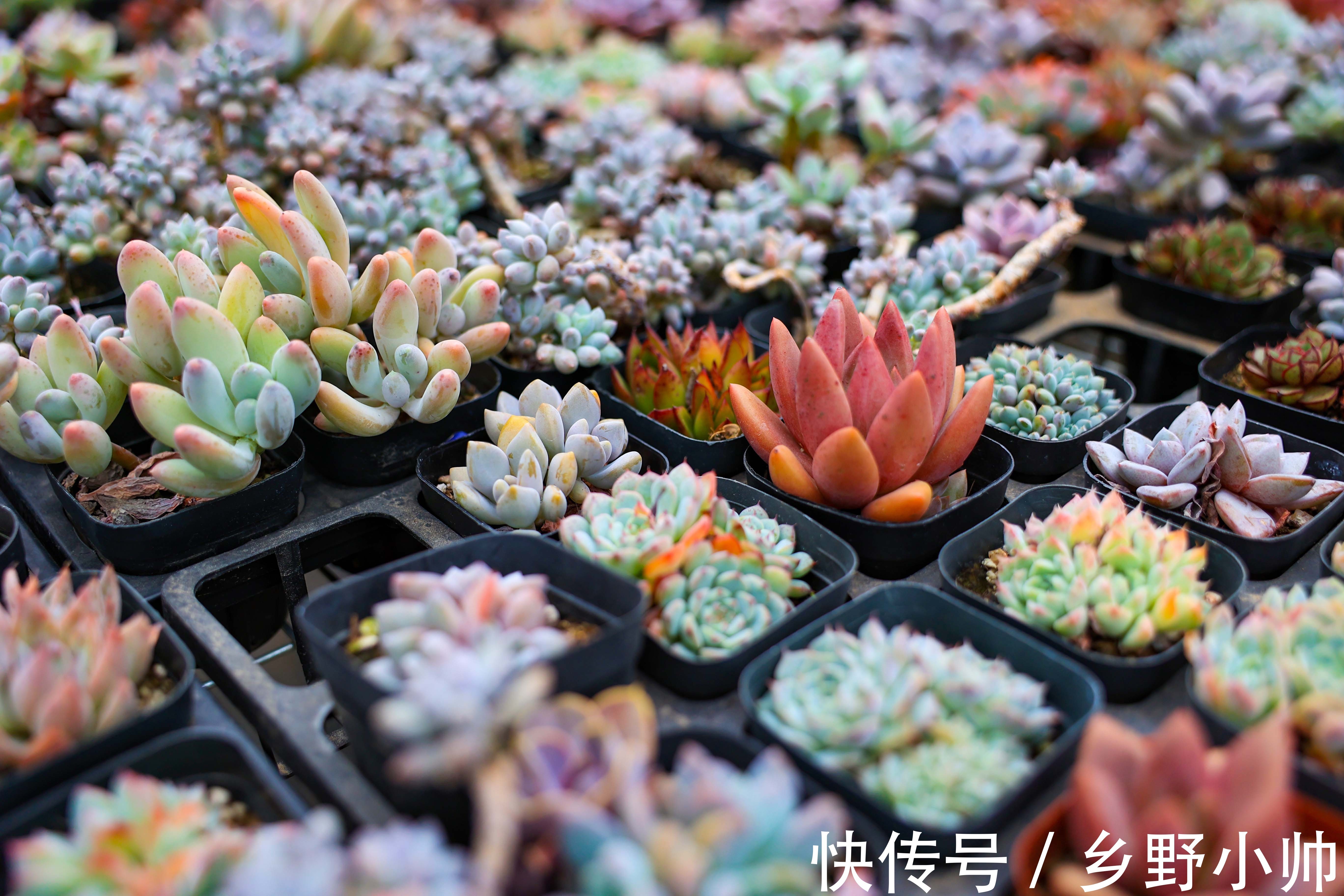 美杜莎|入秋后的第二次上新，多肉开始慢慢出状态，收获不一样的风景