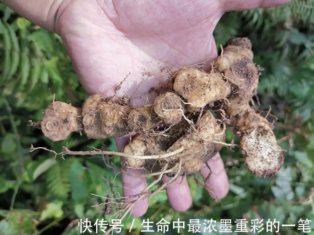 老虎姜|一种生姜,李时珍称它为“仙草之首”,服食延年,真有那么神奇?