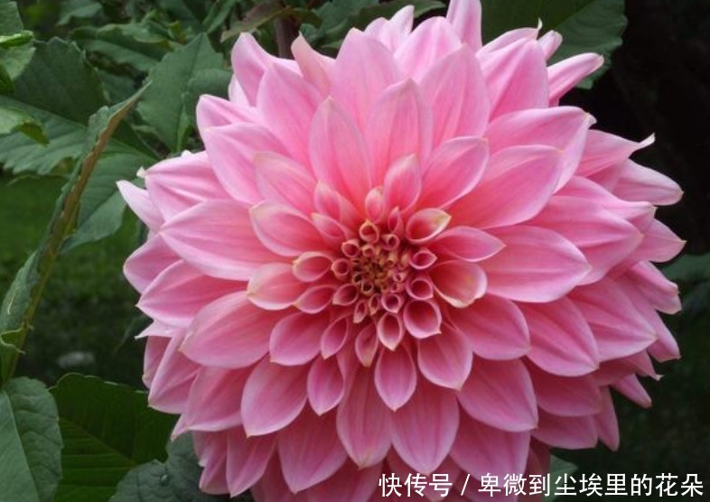 种花|“4种花”最好养,半月浇水一次,花开压弯枝头,适合新手养!