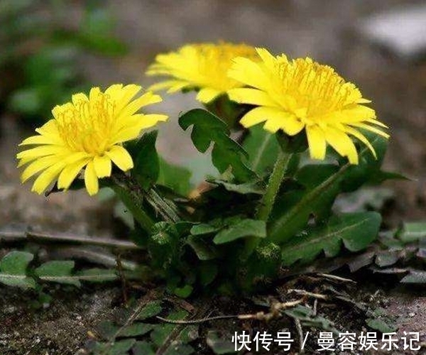 乳房肿|蒲公英号称“排毒草”，不仅排肝解毒，还有3个好处很多人不知！