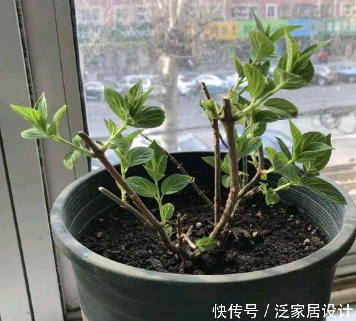 养绣球花不可以偷懒，做好4件事，花量大10倍，个个都是大花球