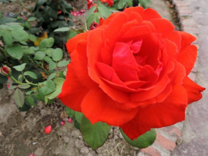 喜欢牡丹，不如养盆“珍稀品种”香云，花朵鲜红，饱满浓艳！