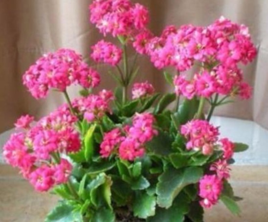 长寿花喝上“天然促花水”,30天就开爆盆,开完还开