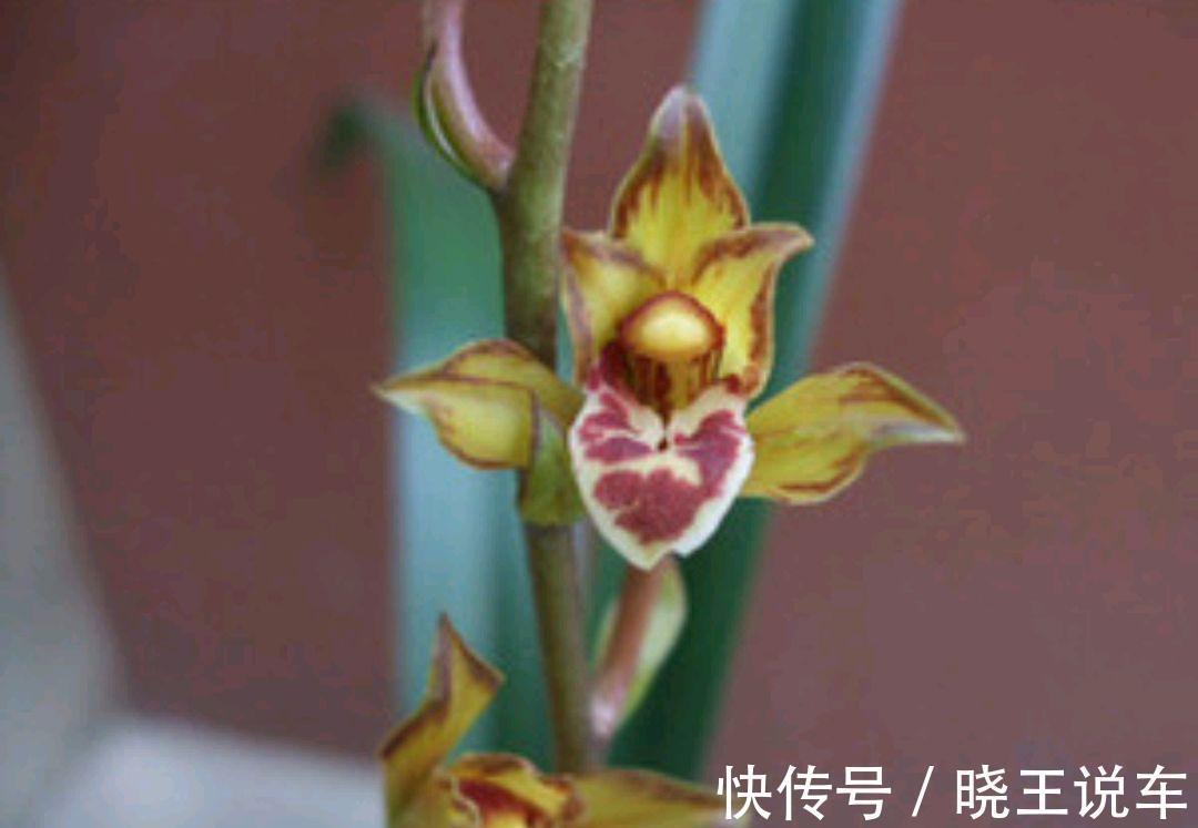 墨兰花色只有紫黑色吗,错,带你了解多彩的墨兰