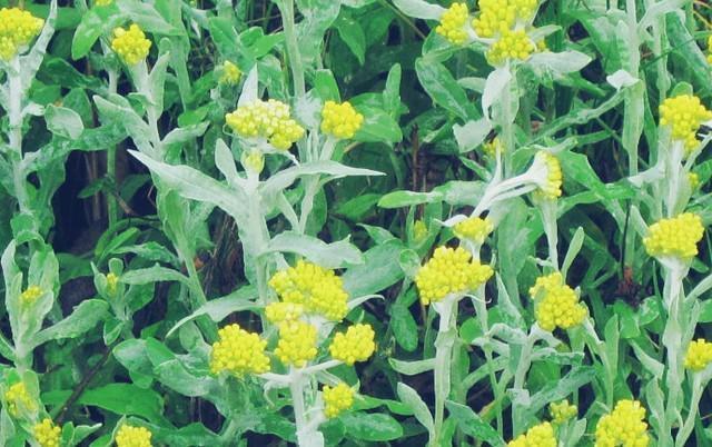 苋菜|农村这5种野菜,个个是宝,镇咳、减肥轻身、排毒,有钱都吃不上