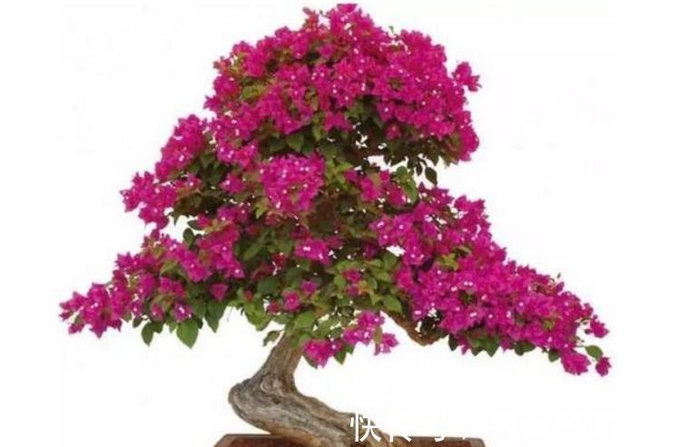 三角梅盆景造型设计注意几点，简单实用了解一下吧