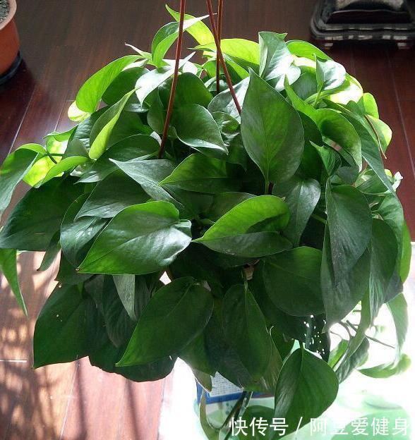 想要夏季养花,用作装饰阳台?盆栽它们,一眼望去美不胜收