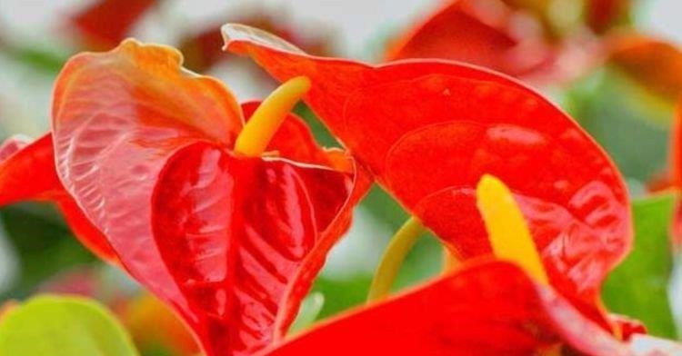 4种花现在养刚好,家里养一盆,招财纳福好运来,日子越过越红火