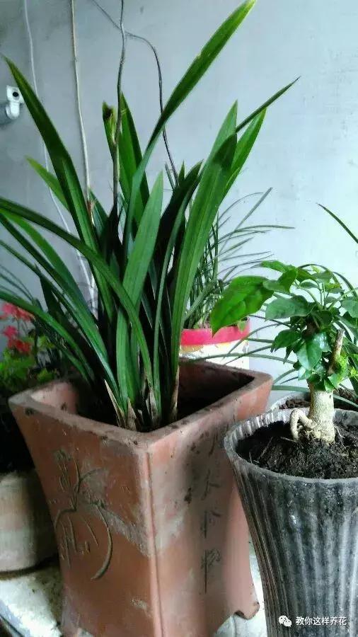 换盆不修根,等于白换,再怎么换也不好使!