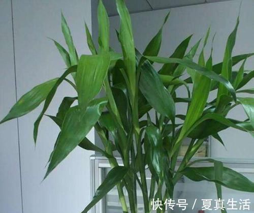 富贵竹叶子发黄,不用担心,1滴“小药水”让叶子返青