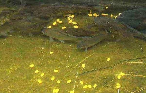 钓友|钓鱼饵料这样搭配,有助于提高上鱼频率