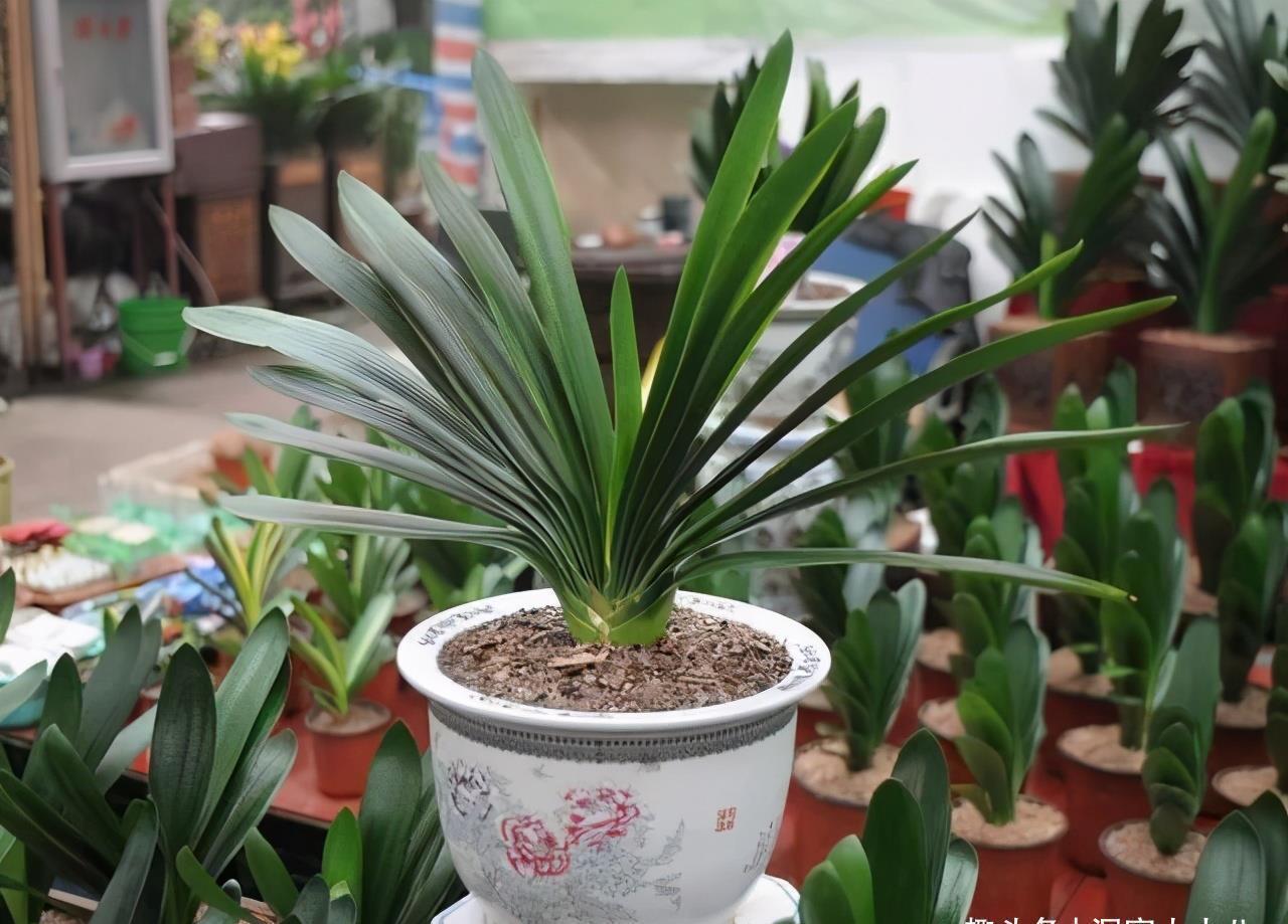 养分|君子兰有“三怕”,入冬养护需避开,猛催新芽,绽放层叠群兰