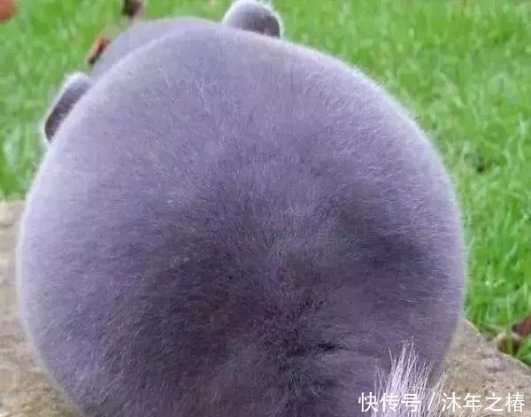 好看|世界上最可爱的动物没有之一,长得不好看,但网友们都想要!