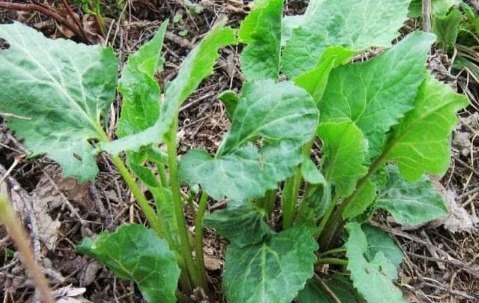 野菜|农村路边3种野菜,还能当要药吃,提升免疫力,清热解毒,请珍惜
