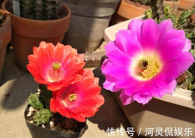 6种“懒人花”可真皮实,一个月不浇水,太阳越晒,开花越泼辣