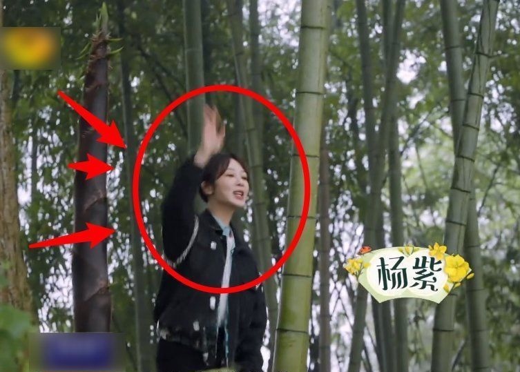 杨紫直言是冲着晚饭来录节目的，听到黄磊的回应，整个人都不好了