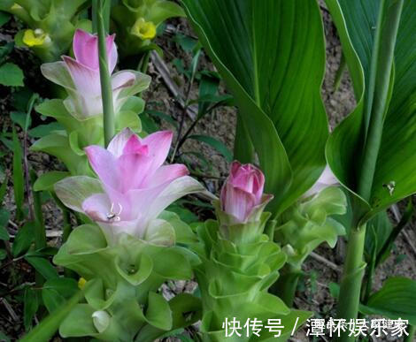 自用|10大名老中医自用的方子!个个都有神奇疗法,一剂就见效!