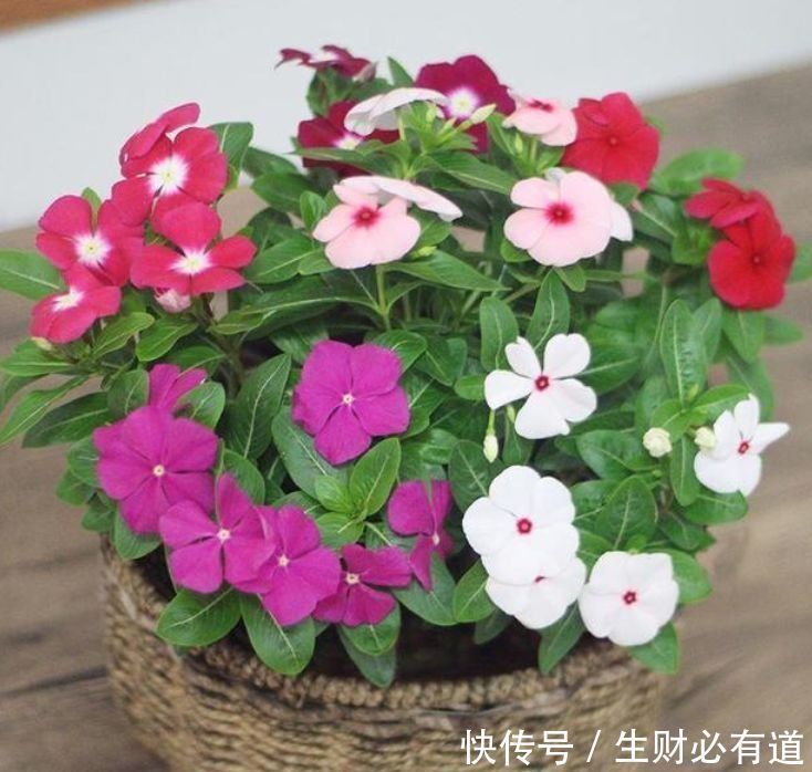 颜值超高的花卉,高温晒不死,越晒开花越旺,花香四溢!