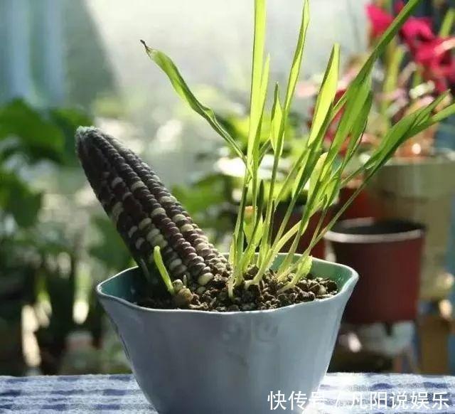 玉米棒子扔盆里,洒点水就发芽了,7天长一把绿苗!