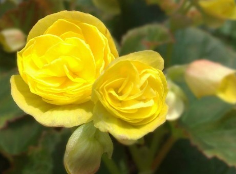 养花就养富丽多彩的,叶片翠绿晶莹剔透,花开似小玫瑰,美翻了