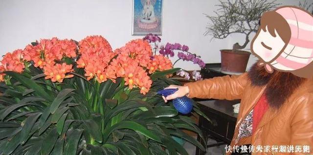 君子兰|君子兰“离不开”2种水,1年换着“浇”,冒“白根”、开花多