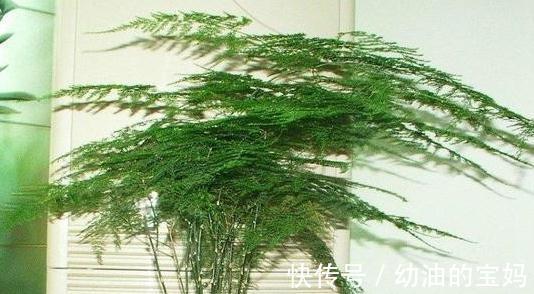 家里的文竹枯黄叶落,不妨试着改变养护方法,让你的文竹重焕生机