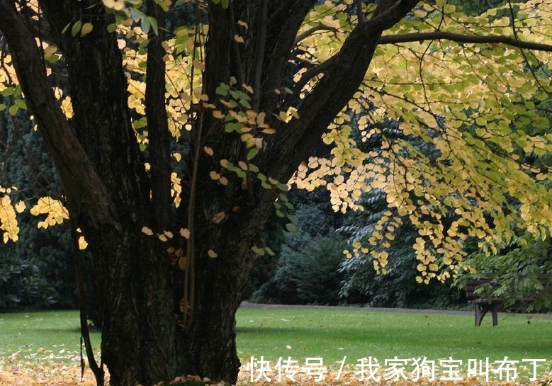 鸡蛋壳|要想盆栽花卉长的旺,万能土不能少