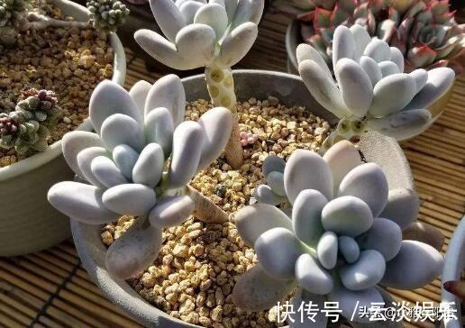 根系|栽种多肉前,这1步不能缺,做到后服盆更快,长得肥,状态美!
