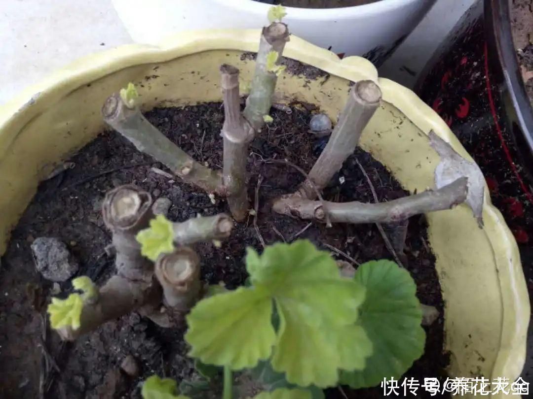 浇水|9种花,夏天休眠了,一定少浇水,否则越浇越死