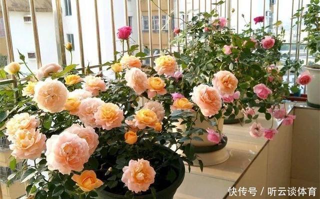 扦插月季不生根?用这捂一捂,过几天“冒白根”,变成月季大户