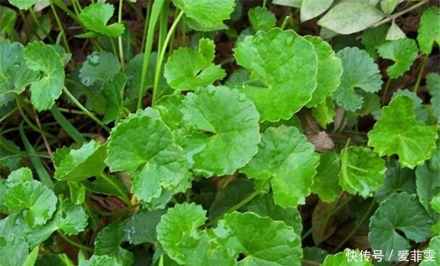 杂草|农村这个野草,别把它当成杂草,能吃还能观赏