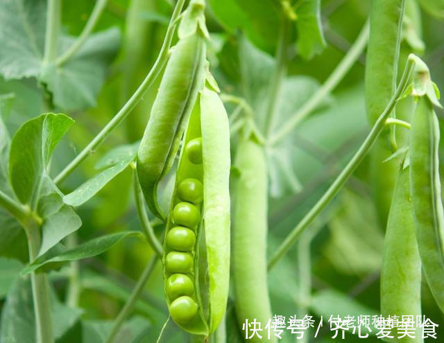 土种豌豆苗怎么种植