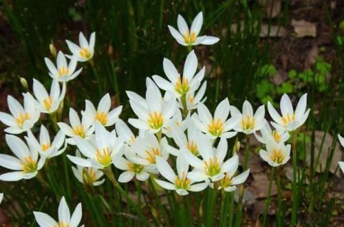 别听此几种花名土气，开花以后大开眼见，花量大到溢出盆外