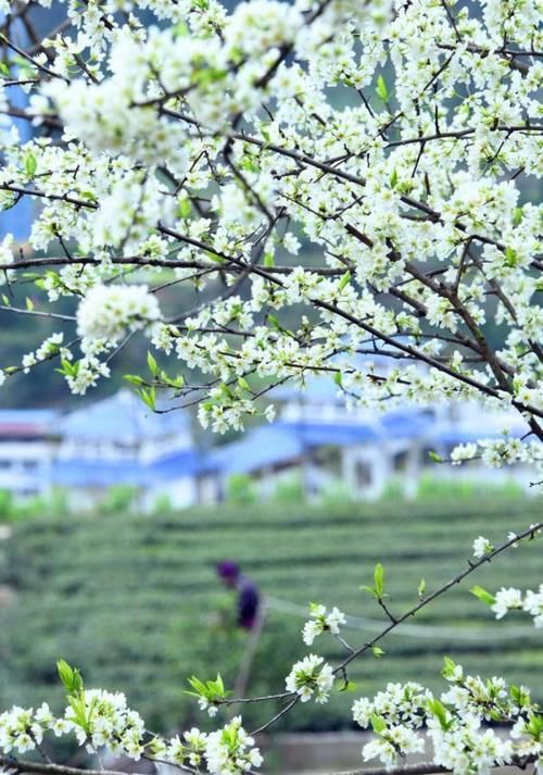 花开醉人