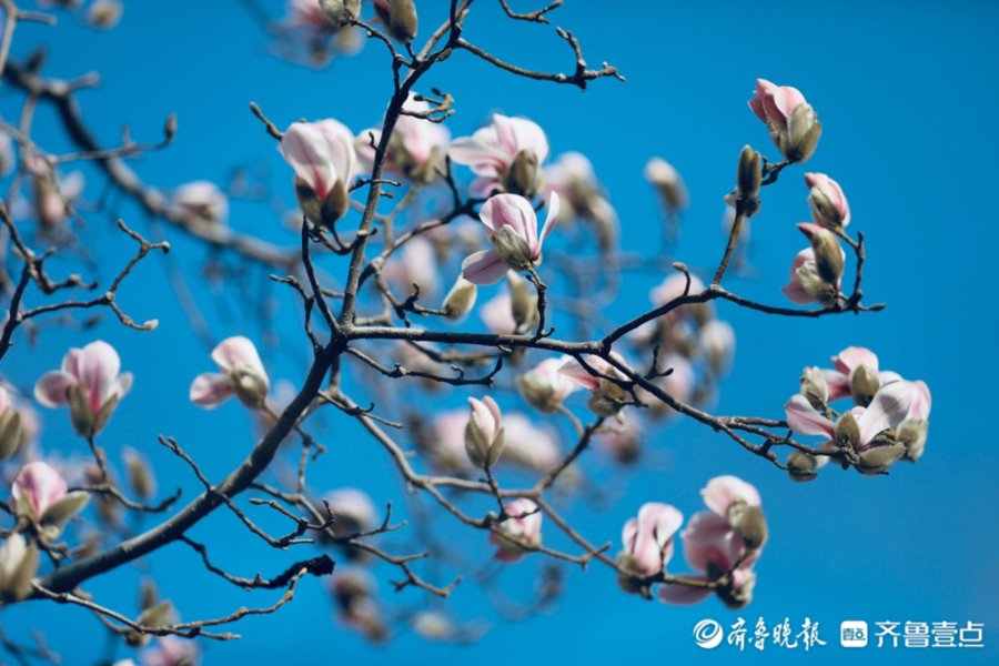 齐鲁晚报|2月28日最佳情报｜春的味道！玉兰花开莹洁清丽，壹粉抓拍获奖