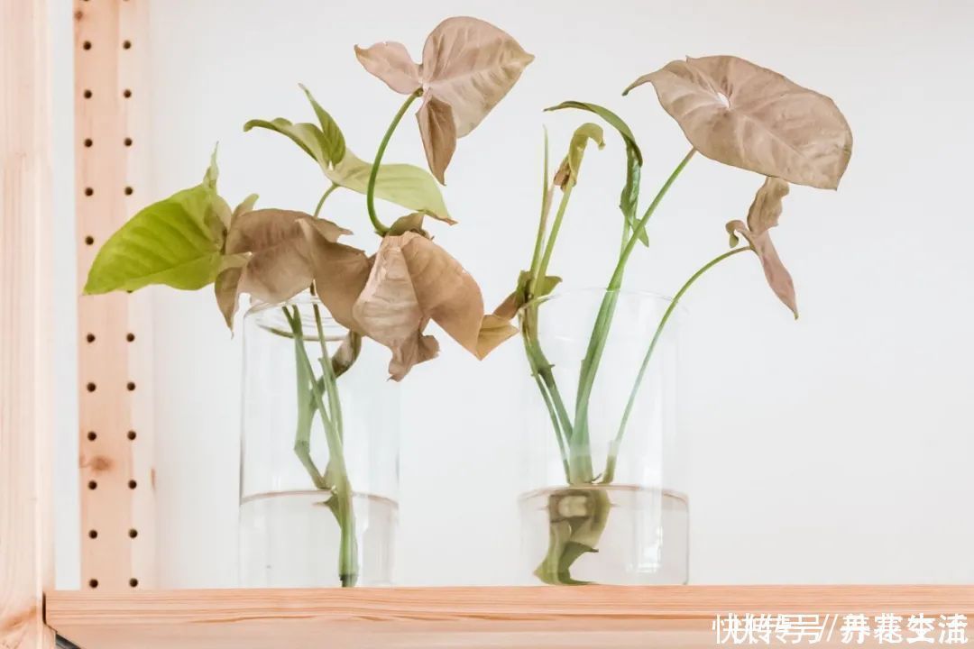 根系|适合养在办公桌上的5种盆栽小绿植,不用频繁打理