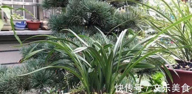 颗粒|老花农养兰花，用3种植料，兰花不烂根，芽蹭蹭冒，花呼呼开