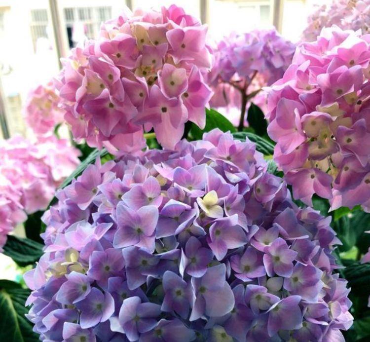 几款花卉养在家里,冬天一样开花,花色繁多易爆盆,娇艳欲滴