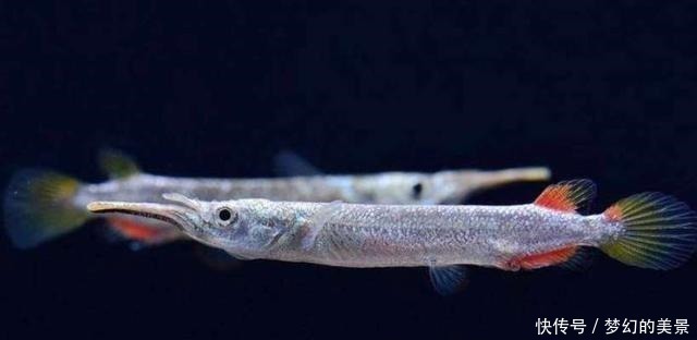 名字|一种小众小型观赏鱼,它的名字正反念都正确,还可以直接生小鱼