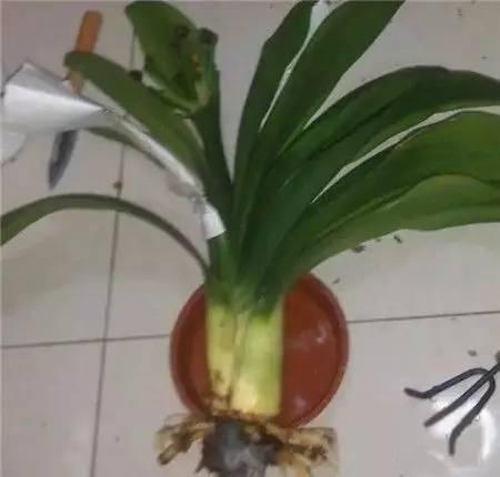 植物|快死的花卉这样做,能轻松起死回生!