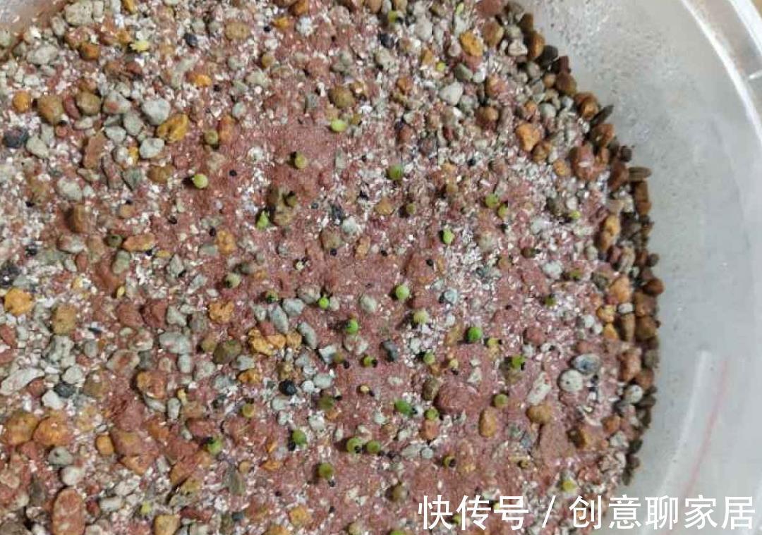 凤仙花|10种花开完不要剪，等20天之后，1盆变多盆