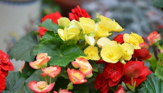 养花|此花不是大神不敢碰，浇水就烂根叶，这谁养得活