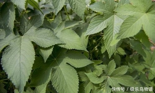 农村最常见的野菜，每天吃一点，咳嗽好了，煮