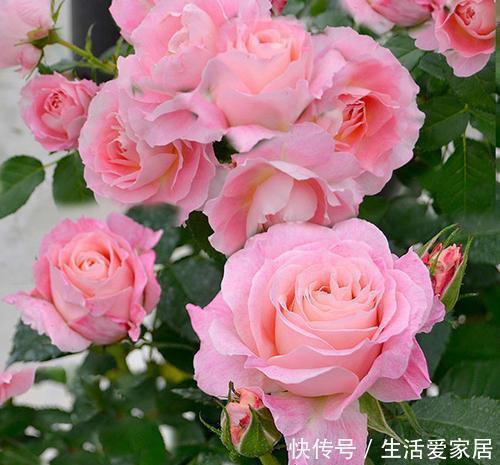 太阳花|4种漂亮花,一年四季花朵轮番开,天天都是花海,是阳台盆栽佳品