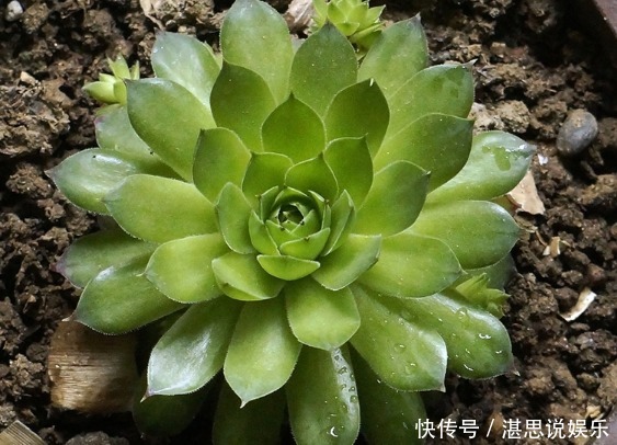 爆盆|此几款多肉植物,随便养养就爆盆,繁殖能力特强,呆萌可爱又好养