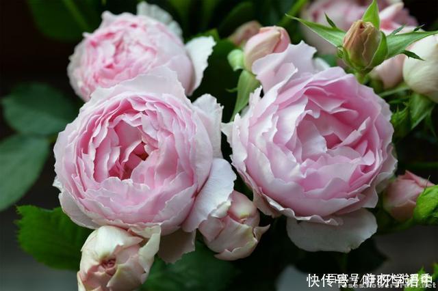 粉色|5款唯美粉色月季。美人如玉粉妆琢，粉色娇羞白如雪。抗病好养