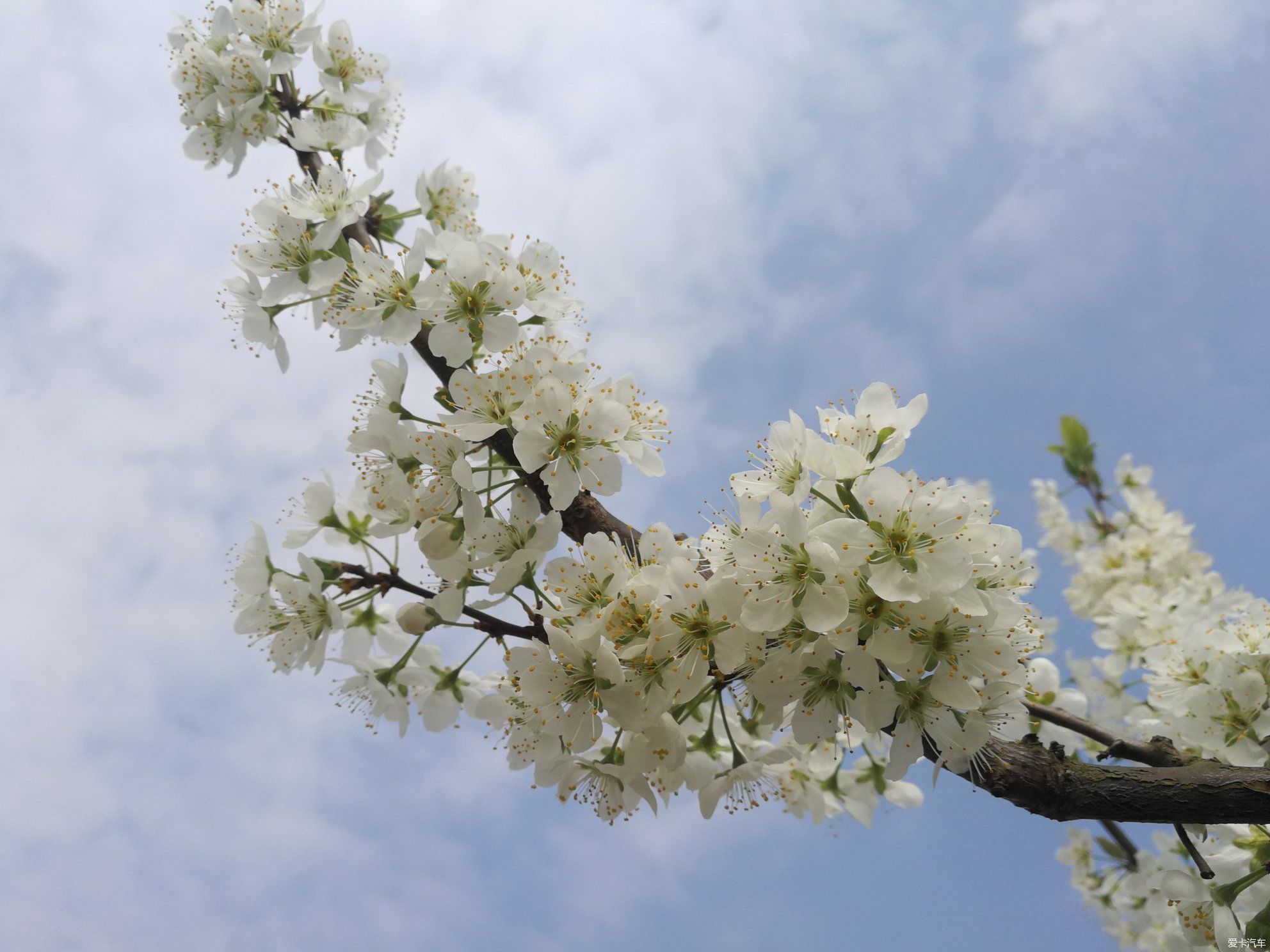 不负春光，乡村赏花