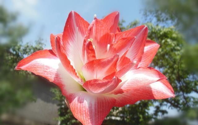 种球|此球根花卉美丽非凡,简单好养,年年都可开花,现在种还不晚