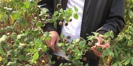 野草|农村小时候经常吃的野草,原来价值那么高,难怪农民很少会生病!